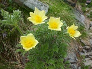 92 Pulsatilla alpina sulfurea